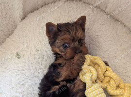 Yorkshire Terrier Puppy