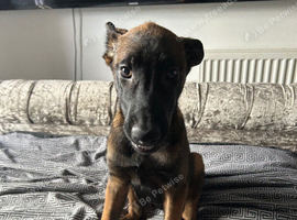 Belgian shepherd puppy