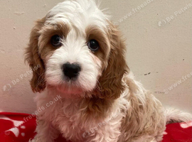 Cavapoo girl