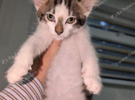 Maine coon cross kittens