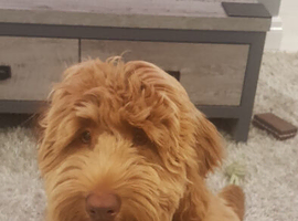 Cockapoo  stud
