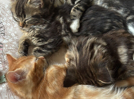 12 Week Old Kittens Looking For Homes!