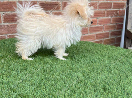 2 Pomeranian x miniature poodle puppies