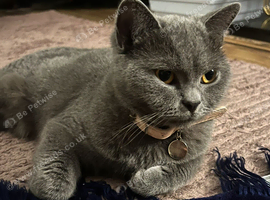 British shorthair blue female