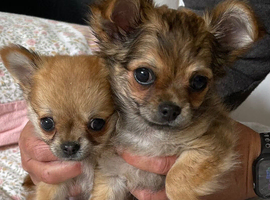 Small chihuahua puppies