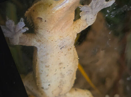 Beautiful handled crested gecko.