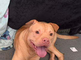Staffie cross sha-pei male