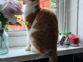 1 year old Ginger and white boy