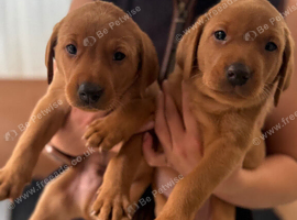 Fox red/black chunky puppies