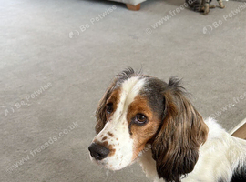 4 year old spaniel