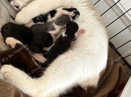 Kittens
