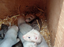 Ferret kits 6 weeks old for sale wigan