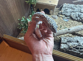 leopard gecko