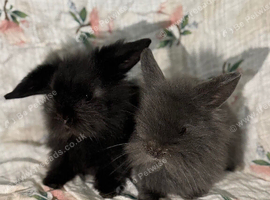 Adorable Indoor Lionlop Bunnies For Sale - Ready Soon!