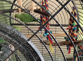 Two Indian rigneck parakeets and large cage
