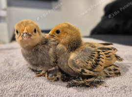 Millefleur Sablepoot Chicks