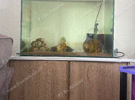 2 axolotl full set up