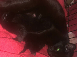 2 black female kittens