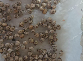 Macleays Spectre Stick Insect Eggs That Produce Green