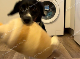 Jack Russell cross collie