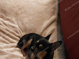 Chihuahua and Lhasa apso puppies