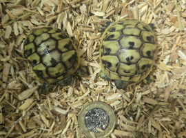 Hermann Tortoise Hatchlings (Female)