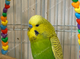 Boy budgie