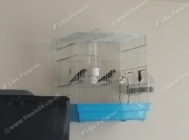 Goldfinches for sale