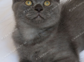 Stunning British shorthair female