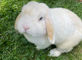 Male Mini Lop 2 Years Old