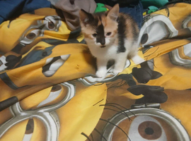 kittens bootifull Tabbies & luck Black (stevenage)