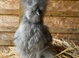 Lavender/Blue Bearded USA Silkie Pullet