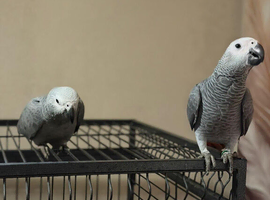 Baby Congo African grey Glasgow