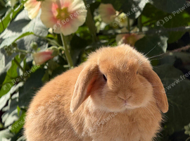 Orange mini lops for sale, 1 buck, 1 doe, from show lines