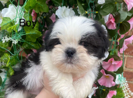 Stunning shihtzu puppies