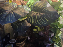 Reptiles, Tarantulas & Enclosures