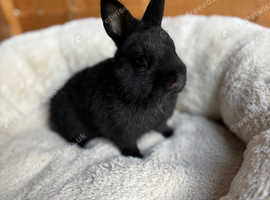 Netherland dwarf male