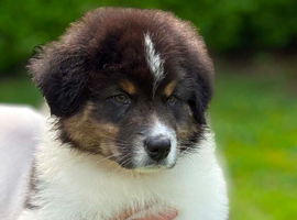 Australian Shepherd Black Tri Puppies