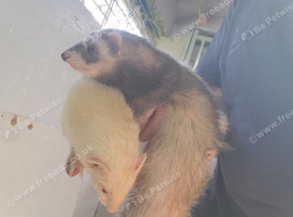 2 Jill ferrets for sale