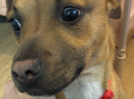 puppy
