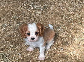 Beautiful Cavalier King Charles Spaniel Puppies &ndash; Ready for Loving Homes