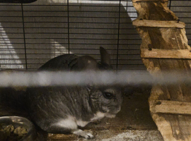 Chinchilla