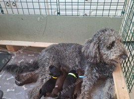 Last 2 f3b labradoodle pups remaining