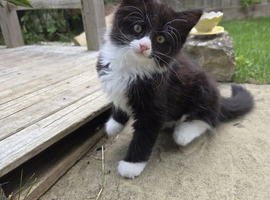 Kitten boy