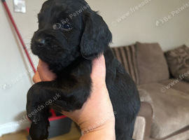 F2 cockapoo
