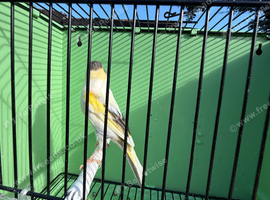 Canaries