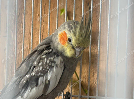 Male Cockatiel