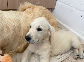 KC Reg Golden Retriever Puppies