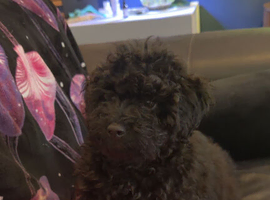 Toy poodle cross miniature poodle