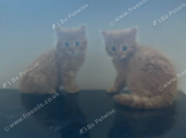 Kittens